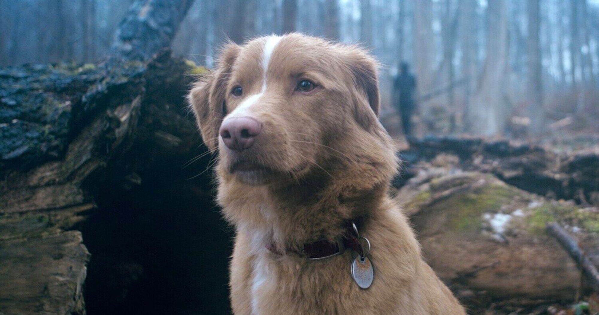 Good Boy