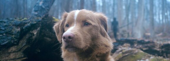 Good Boy