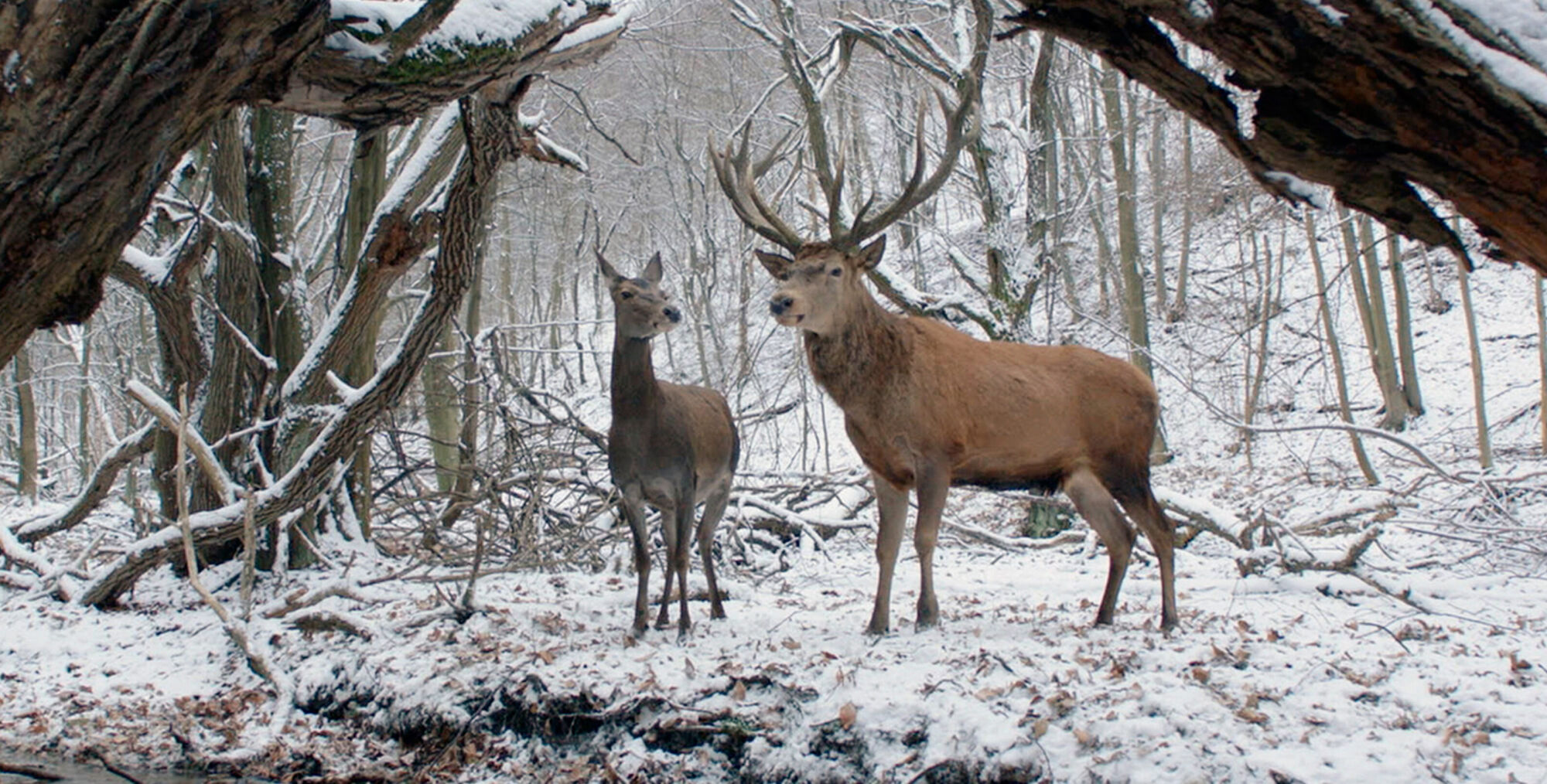 On Body And Soul Filmstill3
