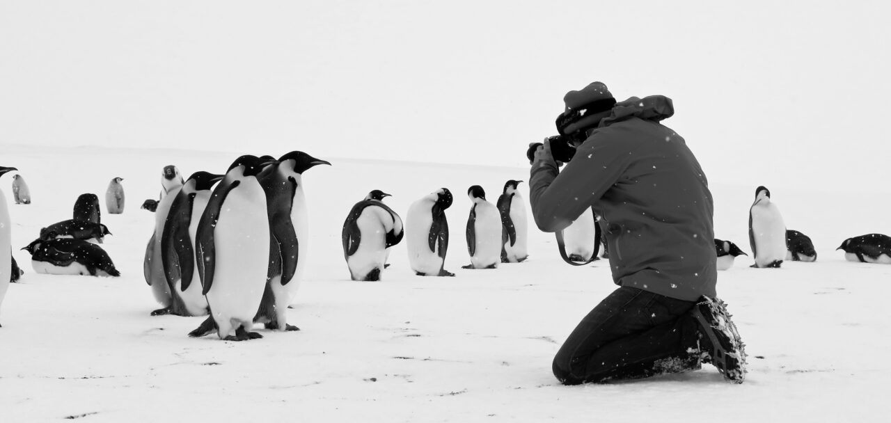 Les manchots Empereur prennent la pose Cedric Gentil Expedition Wild Touch Antarctica