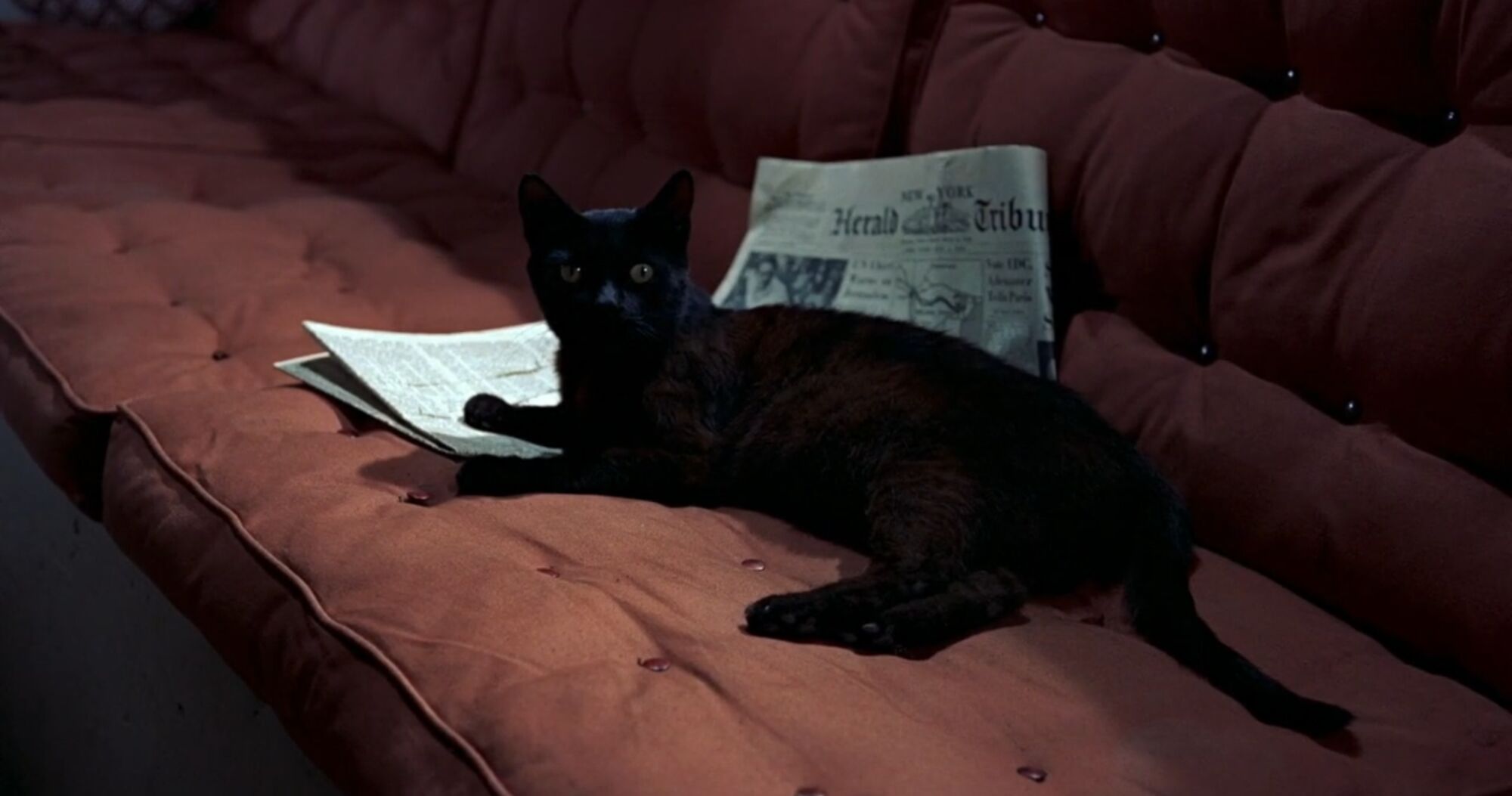 Follow the cat binotto