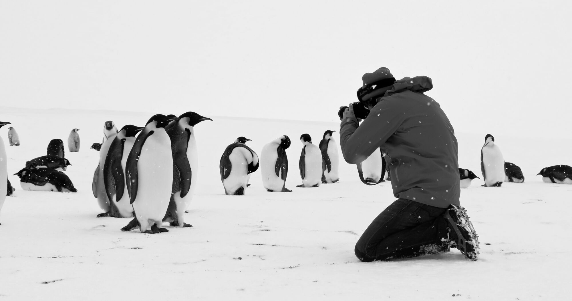 Les manchots Empereur prennent la pose Cedric Gentil Expedition Wild Touch Antarctica