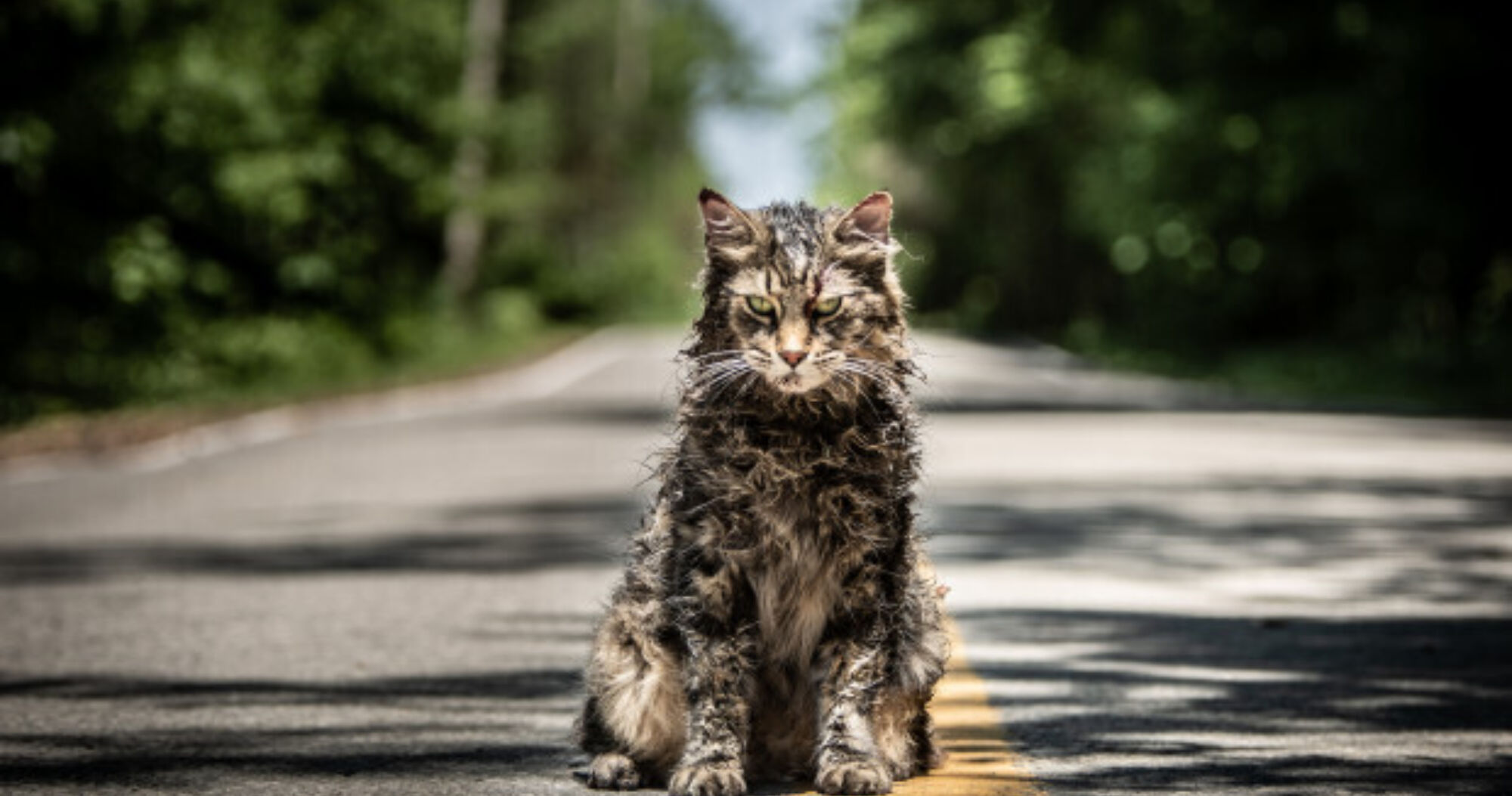Pet sematary szenen ov 02 scene picture