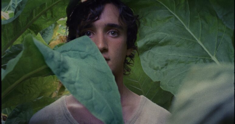 Lazzaro2