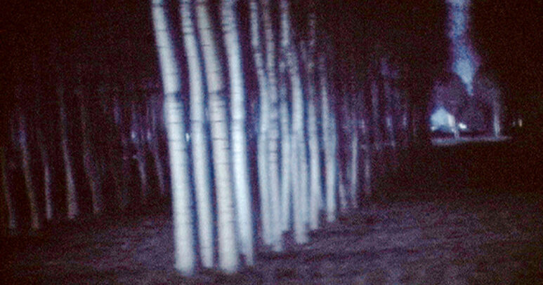 Sound of insects 07
